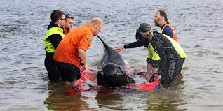 پرسنل خدمات حیات وحش ایالت تاسمانی لاشه نهنگ های پایلوت را در 23 سپتامبر 2022 بررسی می کنند.